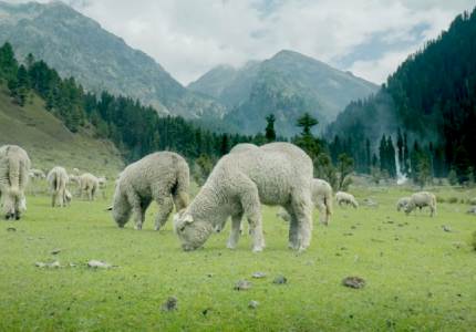 Kashmir Bliss: 7-Days Getaway from Chandigarh