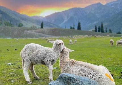 Himalayan Majesty: 9-Days Jammu, Srinagar, Gulmarg, Sonmarg & Pahalgam Tour